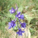 Delphinium peregrinum Цвят