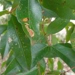 Qualea parviflora Leaf