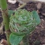 Costus dubius Fruit