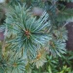 Pinus parviflora ᱥᱟᱠᱟᱢ