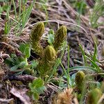 Selaginella selaginoides Folha