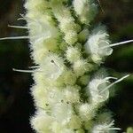 Elsholtzia stauntonii Flower