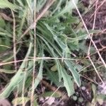 Andryala integrifolia Folha