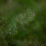 Eragrostis unioloides Blüte