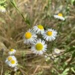 Erigeron strigosusКвітка