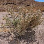 Aloysia deserticola Habitat