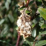 Salix repens Frucht