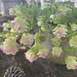 Origanum rotundifolium Flower