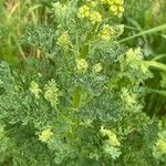 Senecio sylvaticus Blad