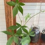 Distimake aegyptius पत्ता