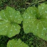 Cucurbita maxima Leaf