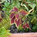 Coleus spp.Leht