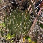 Ceropegia dichotoma Leaf