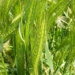 Hordeum murinum Fleur