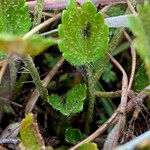 Azorella crenata List