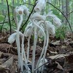 Monotropa uniflora Habitus