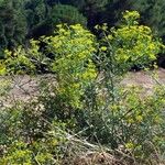 Echinophora tenuifolia Plante entière