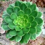 Aeonium percarneum Lapas