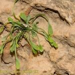 Asplenium seelosii Vekstform