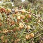 Juniperus oxycedrus Blomma