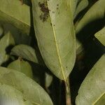 Pera arborea Hostoa