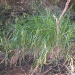 Carex excelsa Hábito