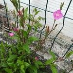 Oenothera rosea Blatt