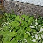 Hosta ventricosa Blüte