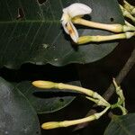 Lacmellea panamensis Flower