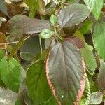 Acalypha wilkesiana ഇല