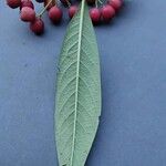 Cotoneaster frigidus Leaf