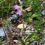 Cephalanthera rubra Hoja