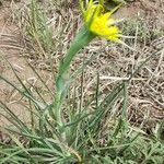 Tragopogon dubius Хабит