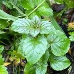 Mentha aquatica List