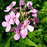 Hesperis matronalisফুল