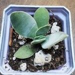 Crassula cotyledonis Leaf