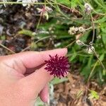 Knautia macedonica Flower