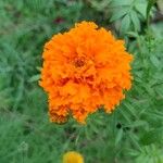 Tagetes tenuifoliaBlomst