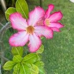 Adenium obesum 花