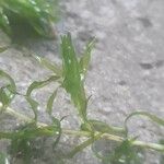 Elodea nuttallii Hoja