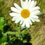 Leucanthemum heterophyllum 花