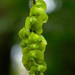 Pterocarya fraxinifolia Fruit