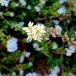 Berteroa incana Flor