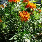 Tagetes patula Natur