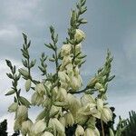 Yucca flaccida Kvet