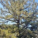 Pinus flexilis Облик