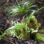 Angraecum striatum Ďalší