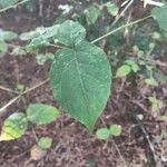 Aralia spinosa Blatt