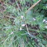 Clinopodium nepetaFlower