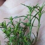 Polypremum procumbens List